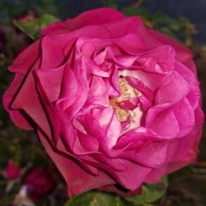 Meet your Posher, Angie